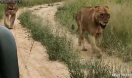 狮子交配视频,揭秘交配过程